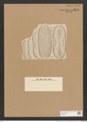 Amphora greundleri Grun. (de-Toni-Nr.: Genus 36, Species 1659) Zeichnungen Sammlung Grunow Nr. 3173 (NHMW-BOT-W0370615)